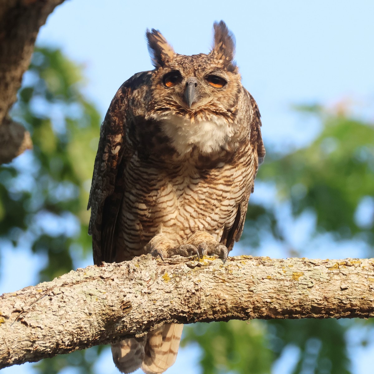 Great Horned Owl - ML616364499