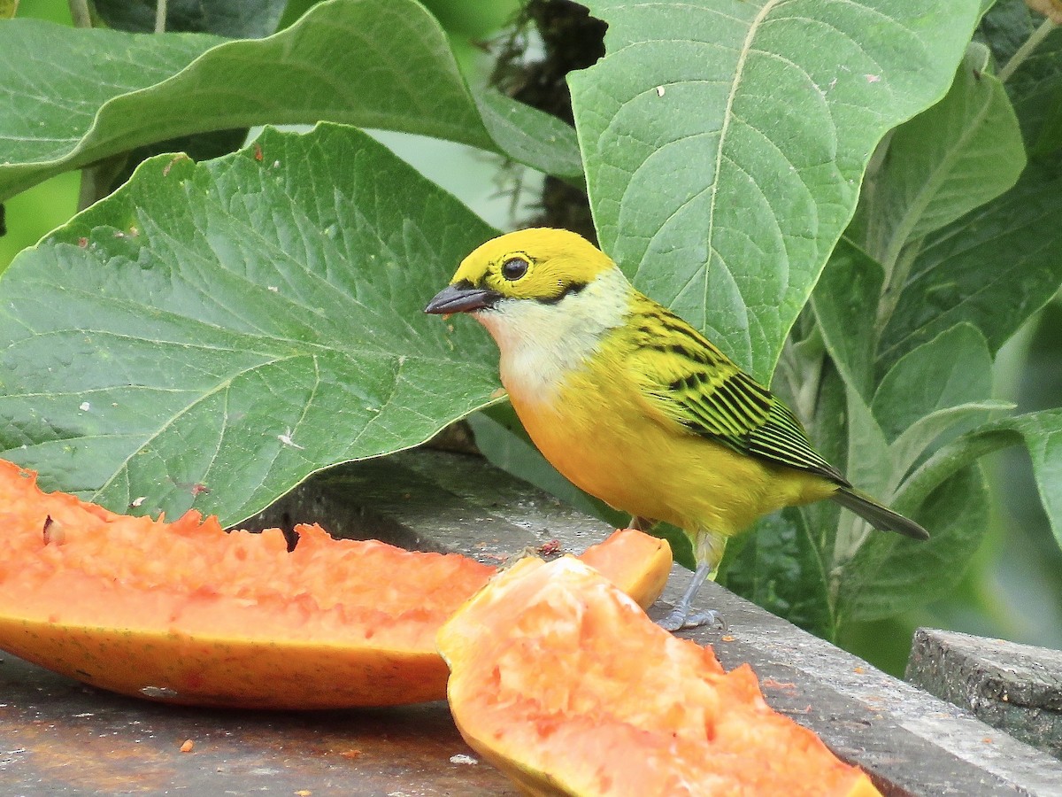 Silver-throated Tanager - ML616364507