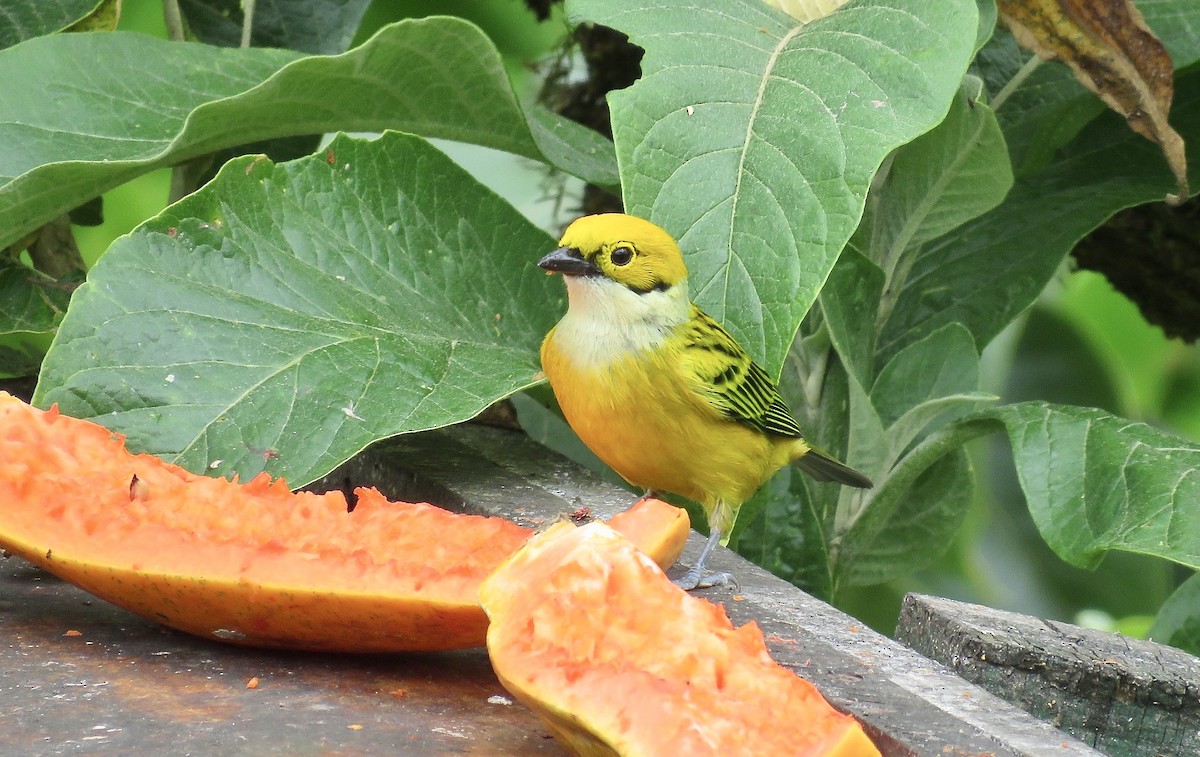Silver-throated Tanager - ML616364508