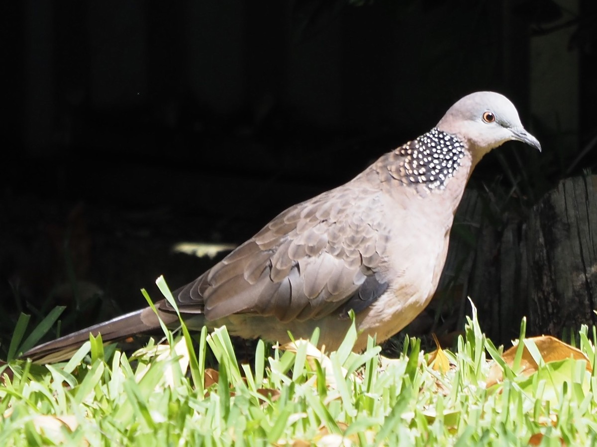 Spotted Dove - ML616364514