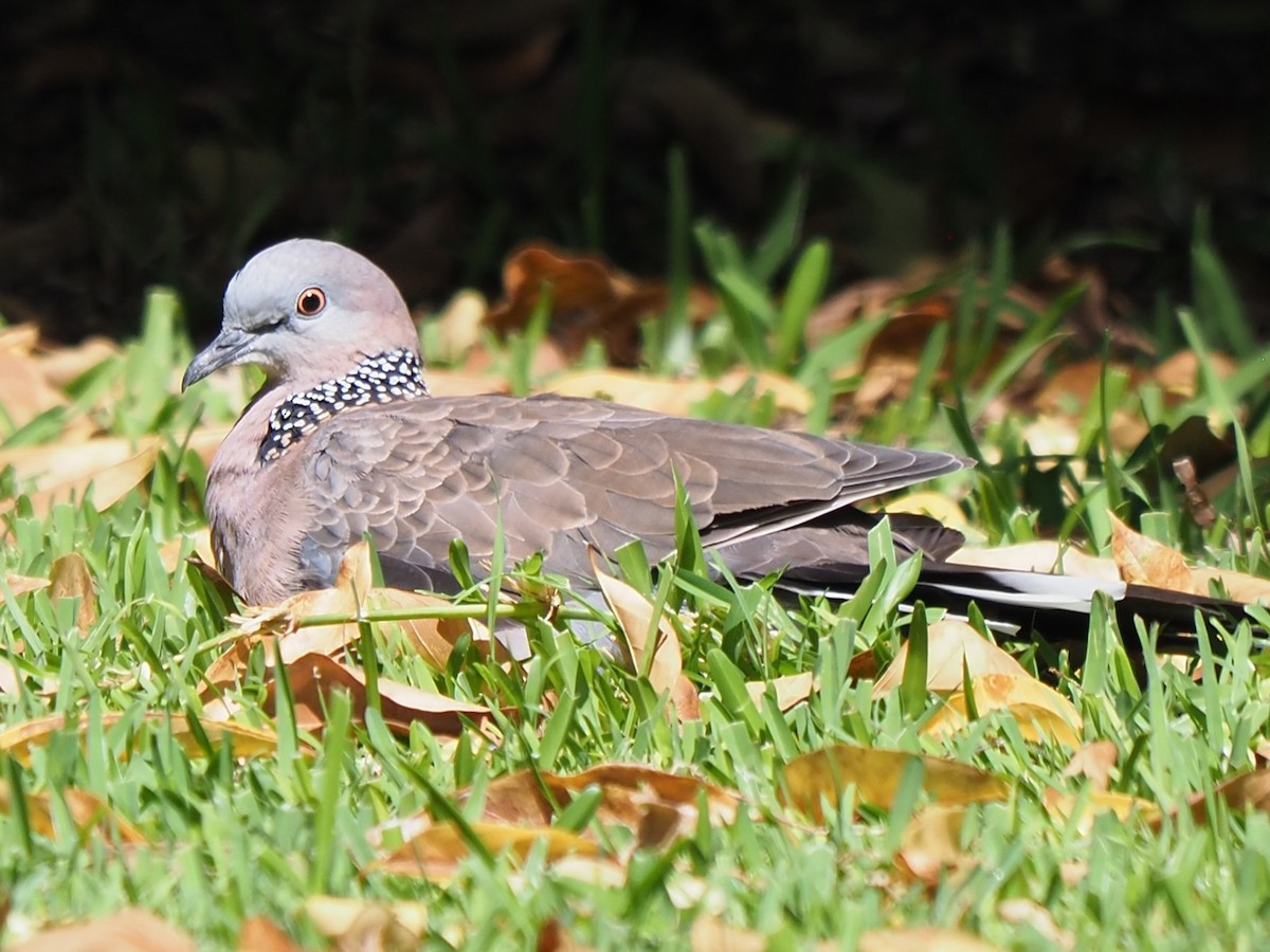Spotted Dove - ML616364515