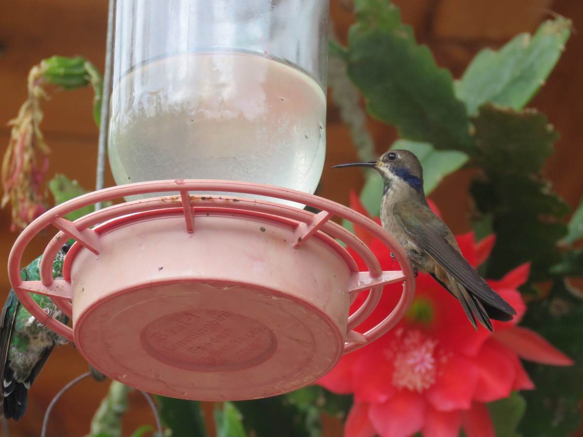 kolibřík fialovouchý - ML616364523