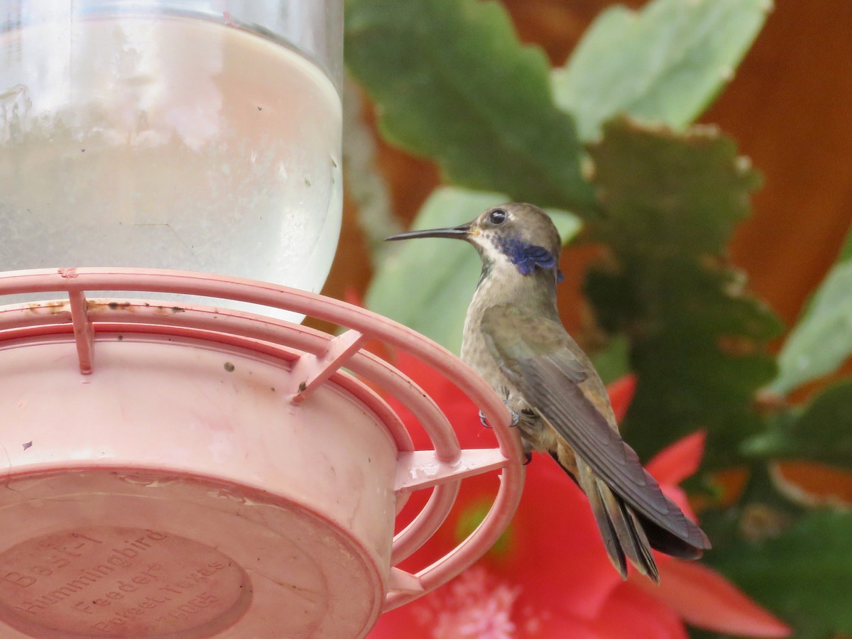 kolibřík fialovouchý - ML616364528
