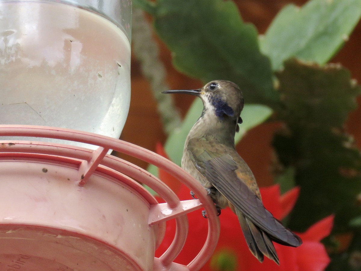 kolibřík fialovouchý - ML616364531
