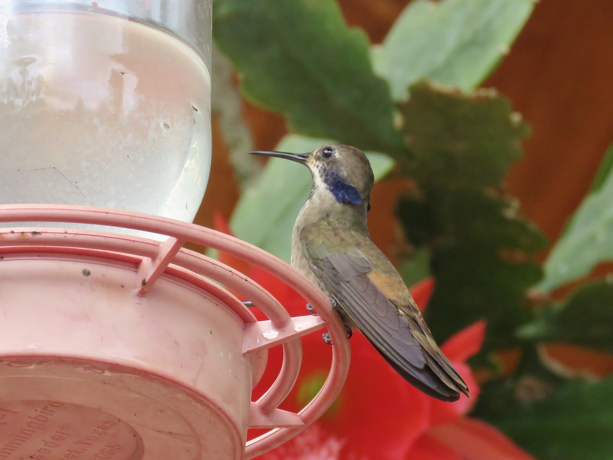 kolibřík fialovouchý - ML616364534