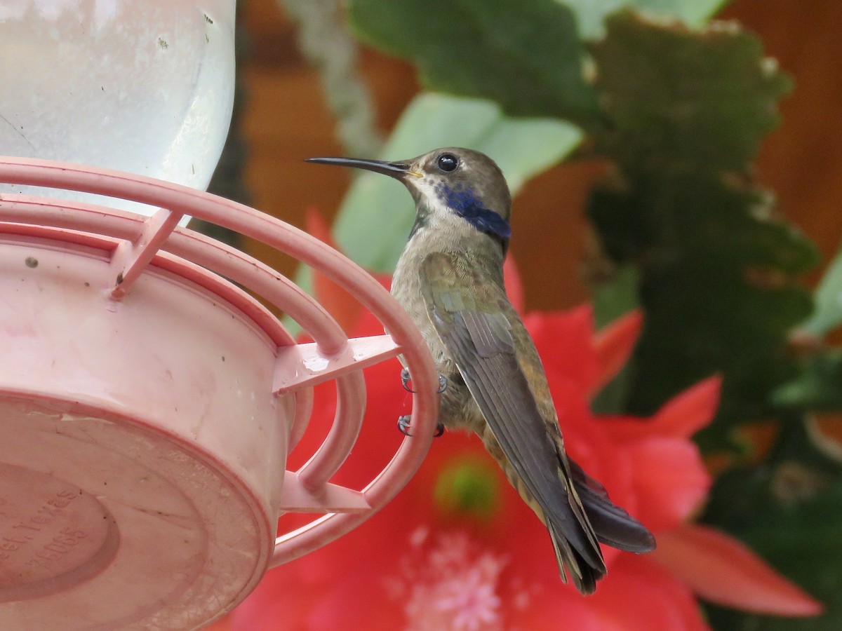 kolibřík fialovouchý - ML616364546