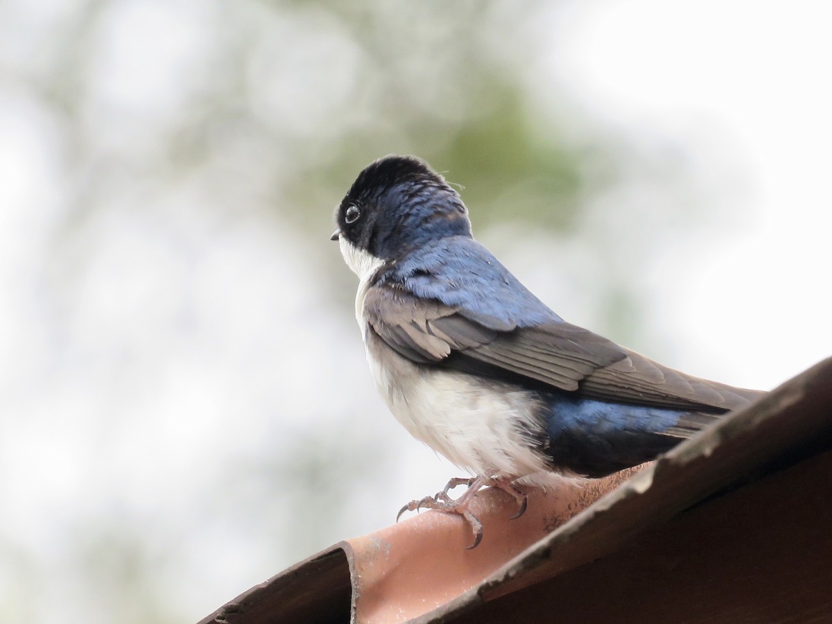 Blue-and-white Swallow - ML616364549