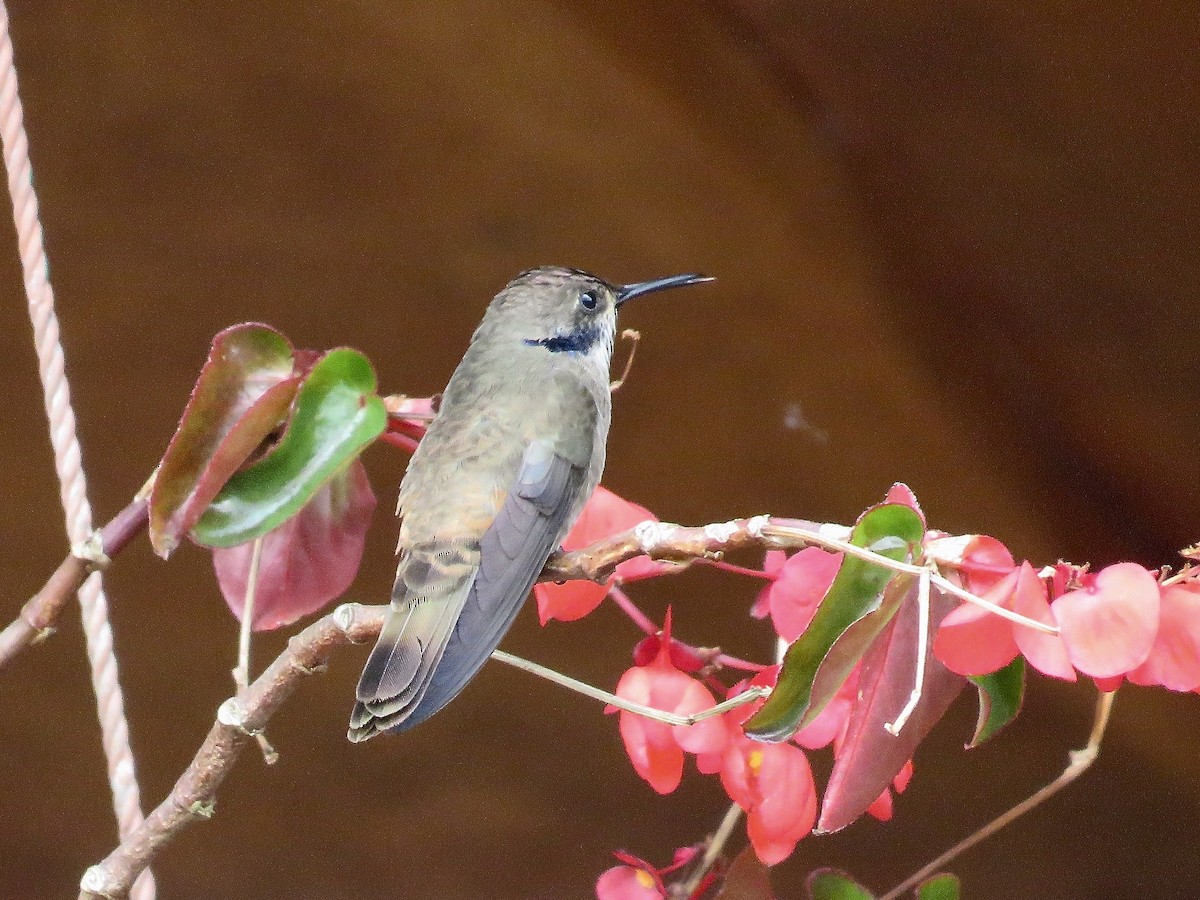 kolibřík fialovouchý - ML616364554