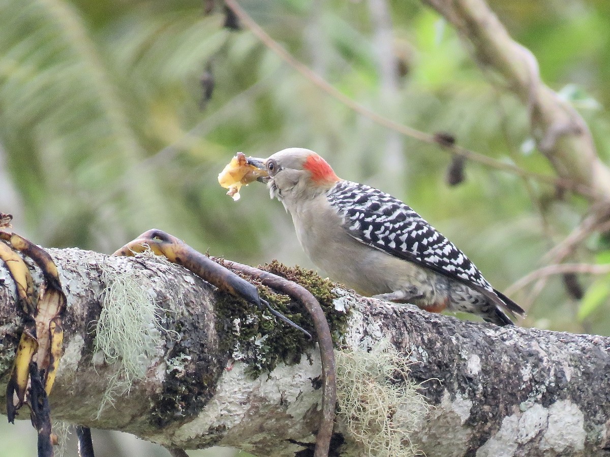 Red-crowned Woodpecker - ML616364617