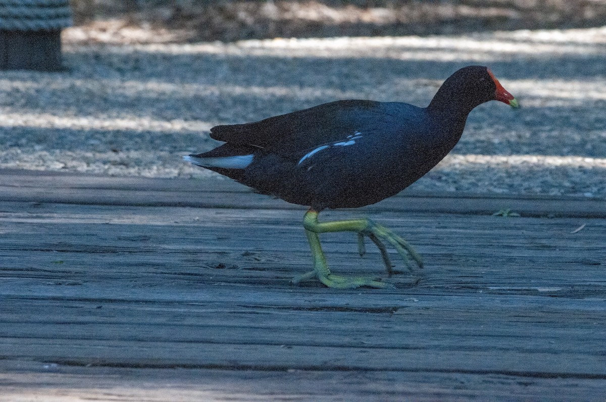 eBird Checklist - 22 Mar 2024 - San Diego Zoo Safari Park - 32 species