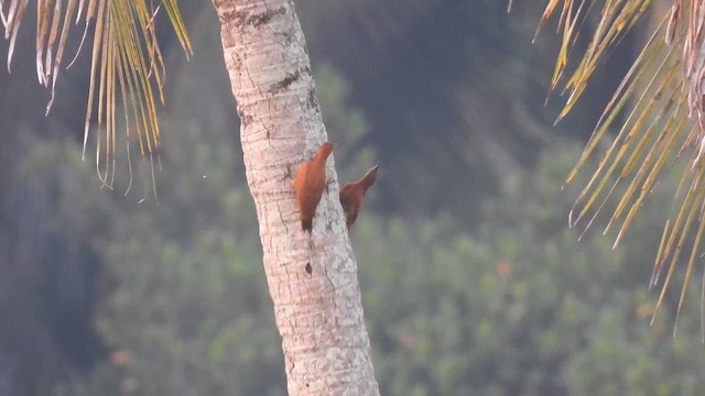 Rufous Woodpecker - ML616364656
