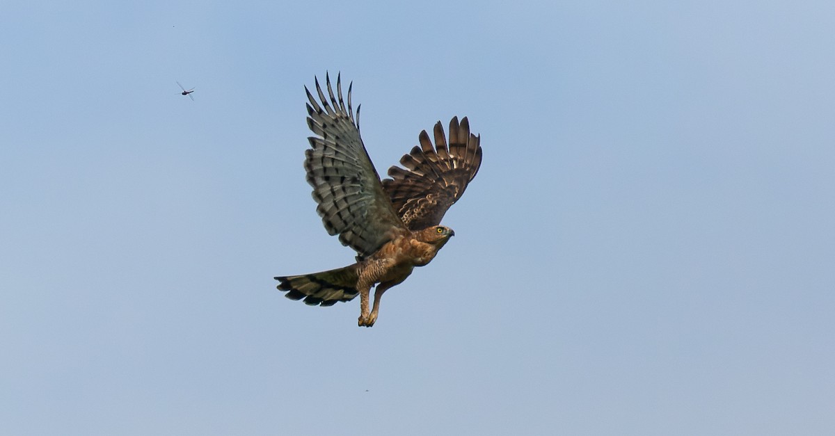 Wallace's Hawk-Eagle - ML616364669