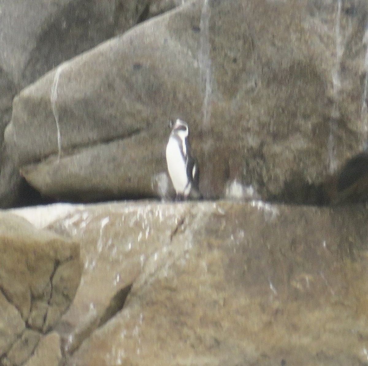 Pingüino de Humboldt - ML616364695