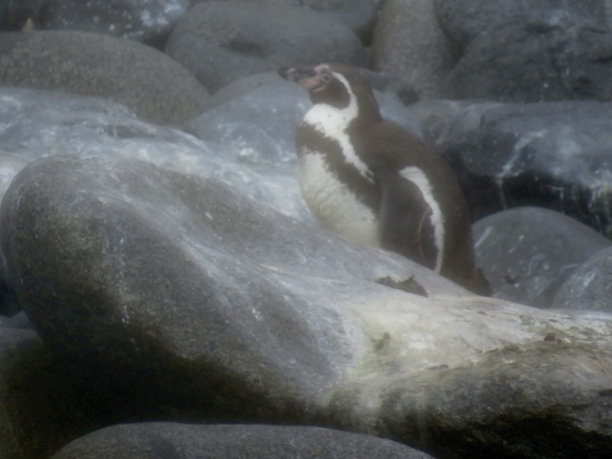 Humboldt Penguin - Sally Bergquist