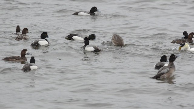 Greater Scaup - ML616364792