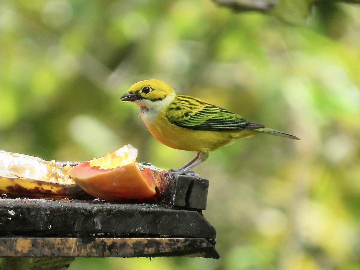 Silver-throated Tanager - ML616364804