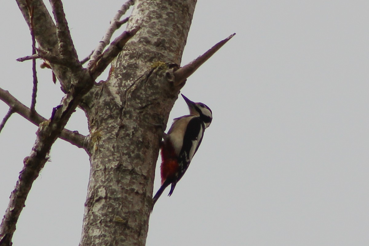 Great Spotted Woodpecker - ML616364805