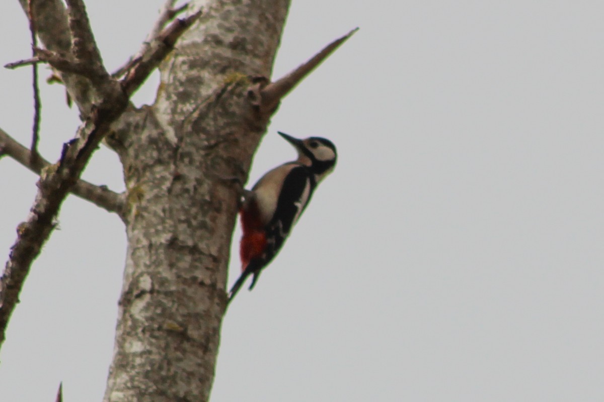 Great Spotted Woodpecker - ML616364806