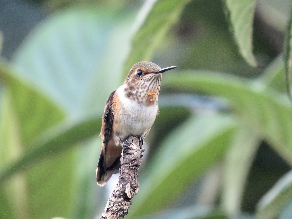 Scintillant Hummingbird - ML616364819