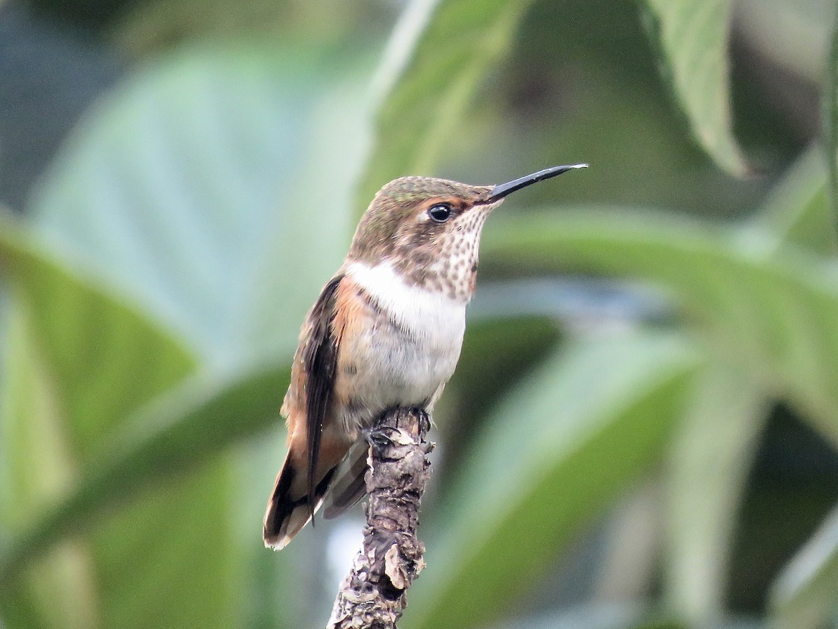 Scintillant Hummingbird - ML616364831
