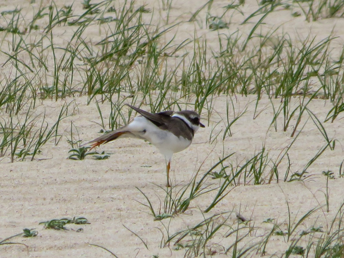 Common Ringed Plover - ML616364835