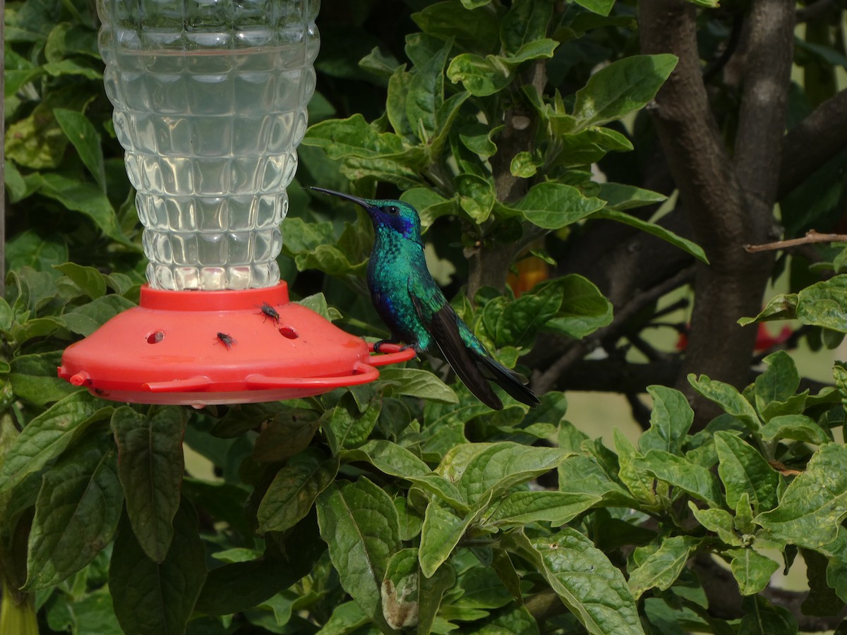 kolibřík modrolící - ML616364859