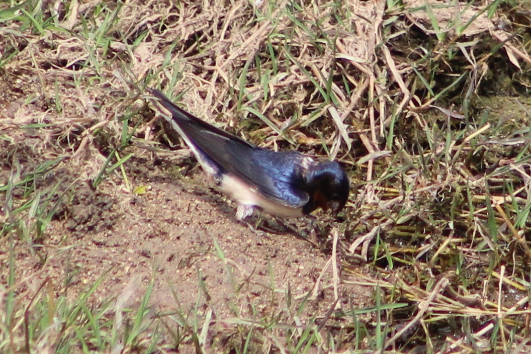 Barn Swallow - ML616364864