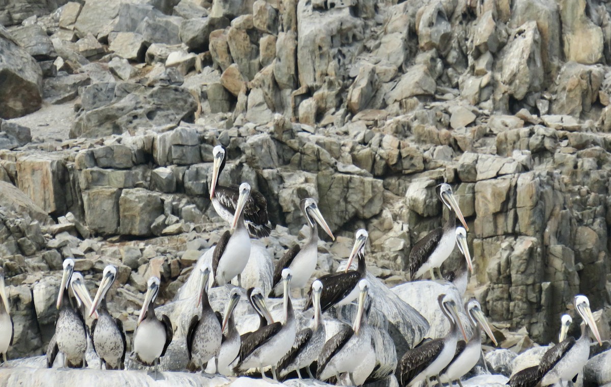 pelikán chilský - ML616364926
