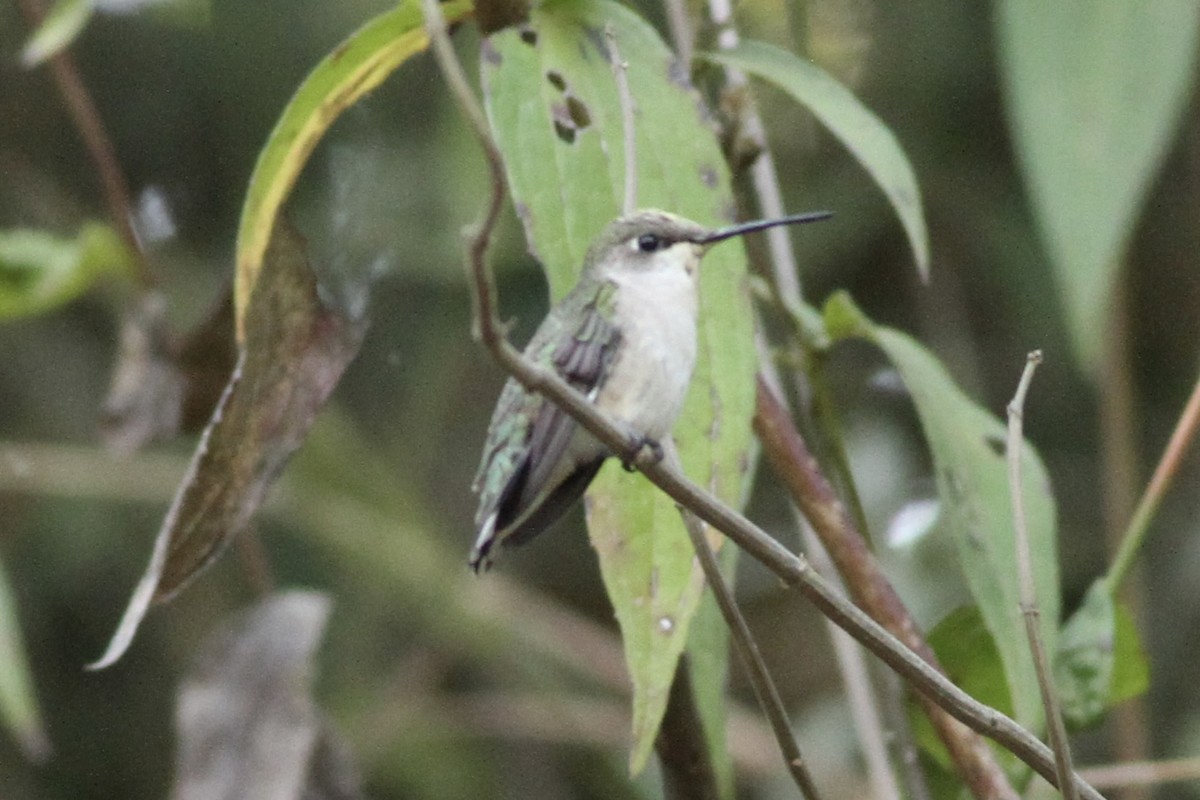 Ruby-throated Hummingbird - ML616364932