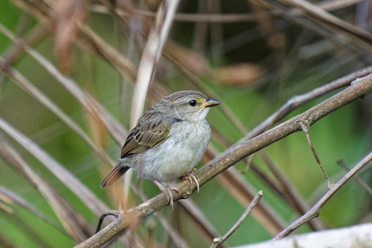 Yellow-browed Sparrow - ML616364933