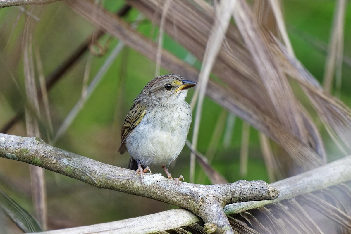 Yellow-browed Sparrow - ML616364935
