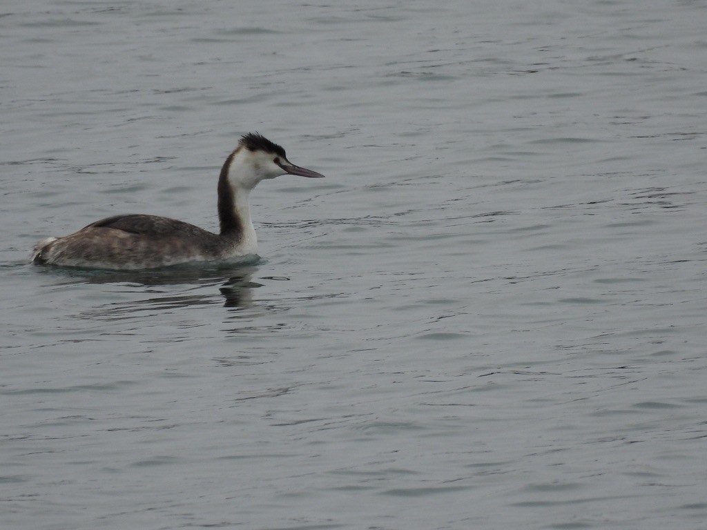 Great Crested Grebe - ML616364958