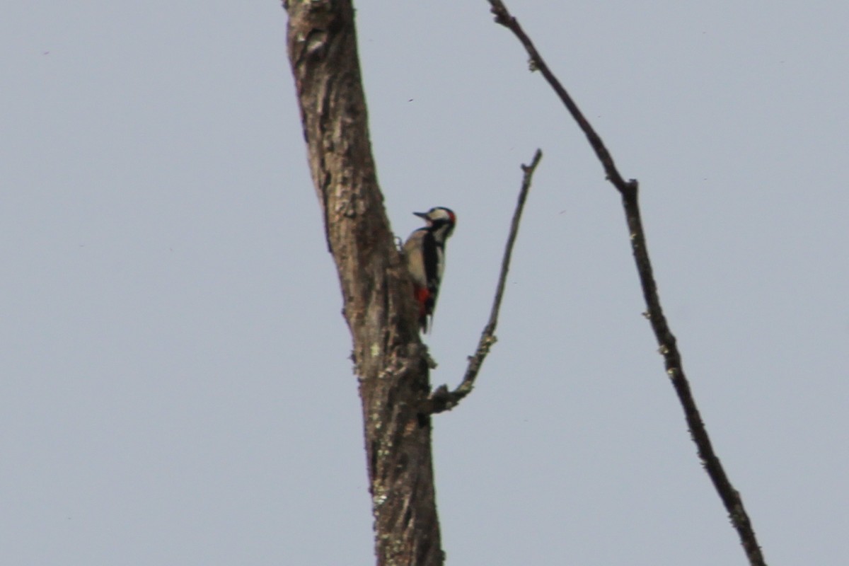 Great Spotted Woodpecker - ML616364964