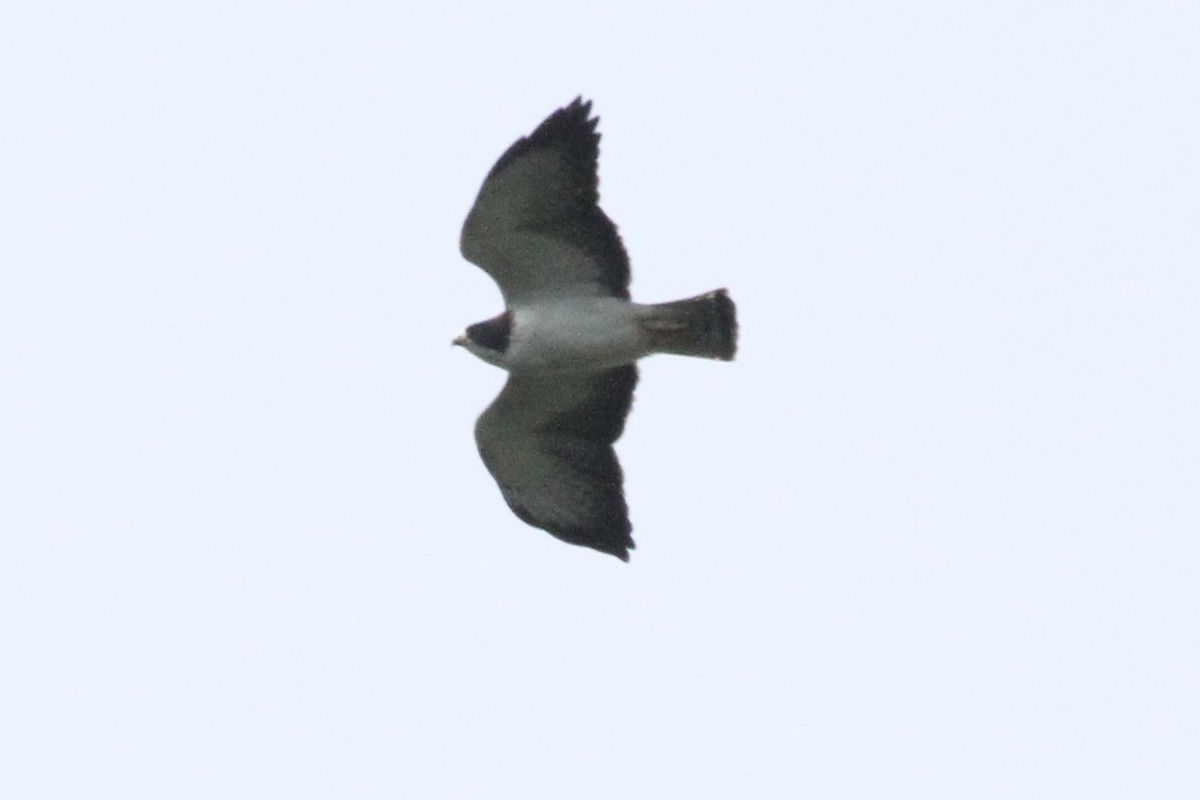 Short-tailed Hawk - ML616364981