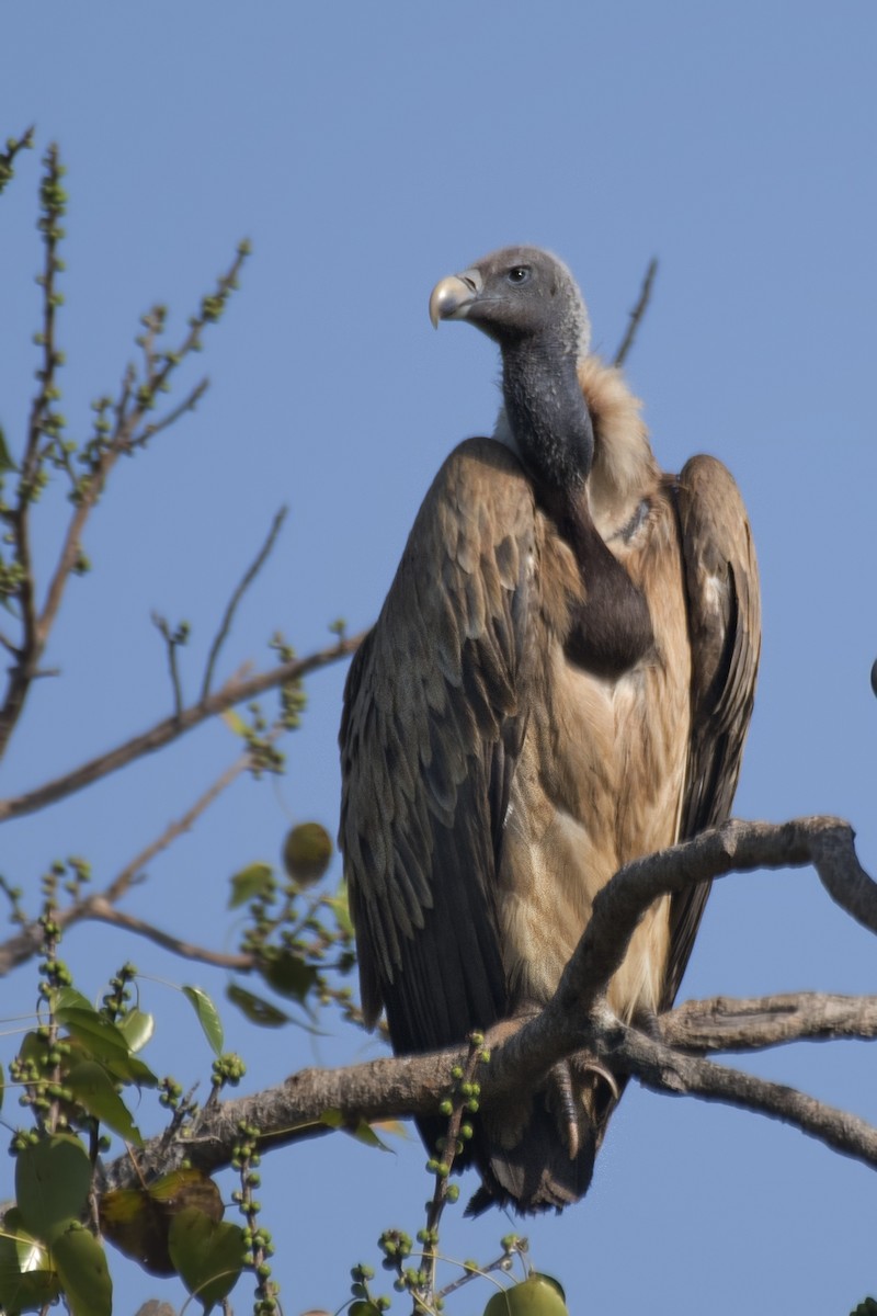 Indian Vulture - ML616364989