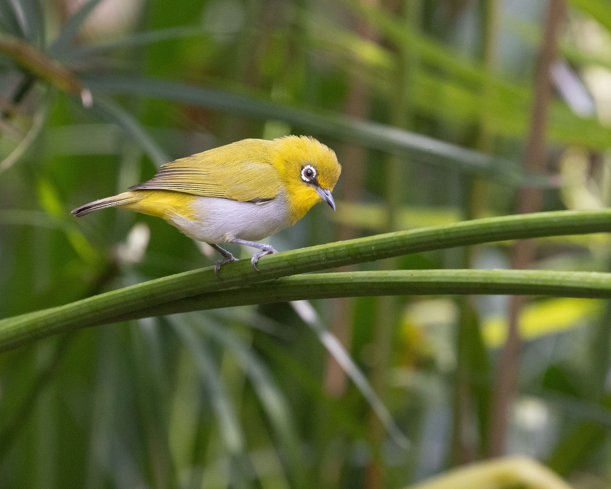 Indian White-eye - Dixie Sommers