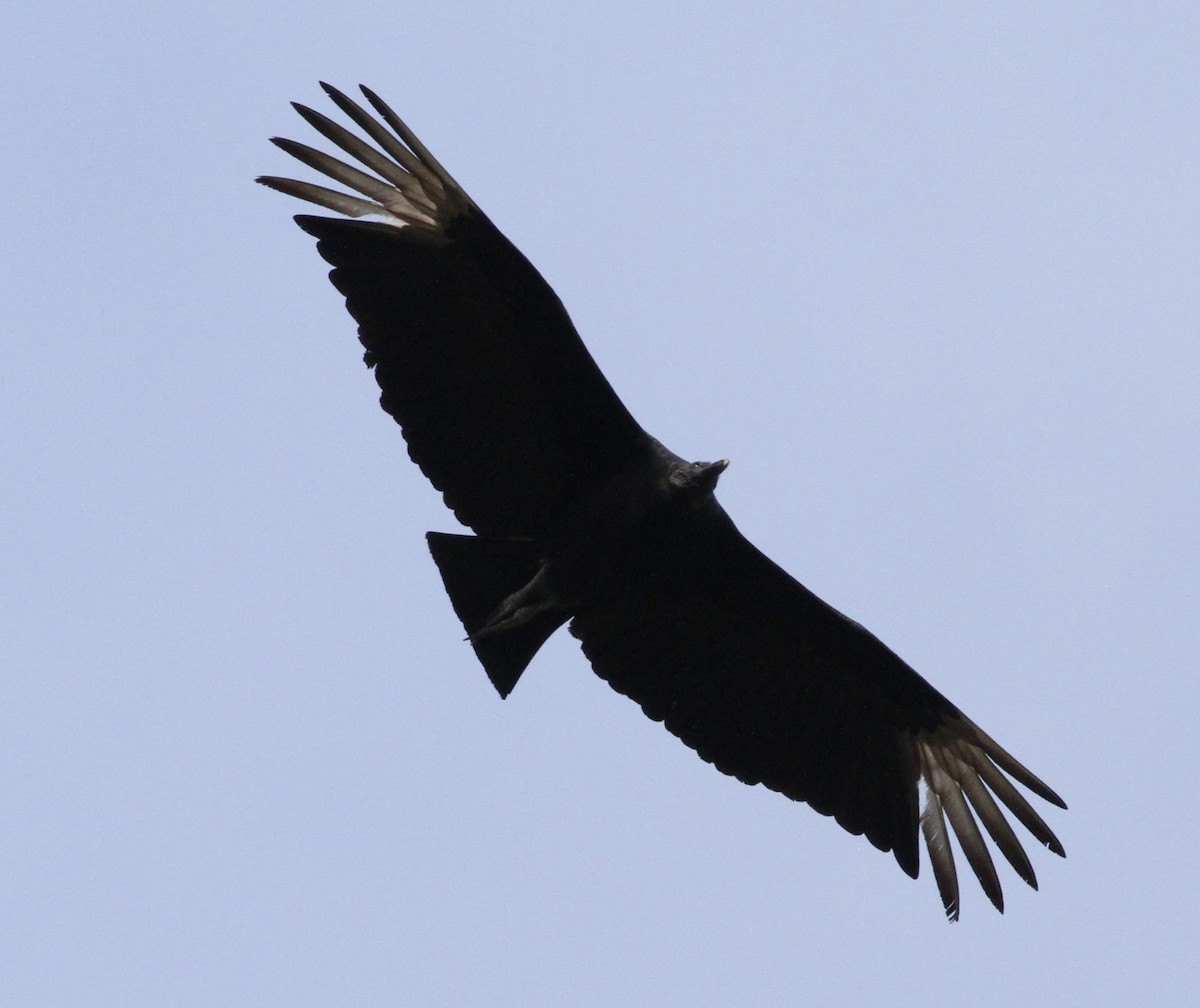 Black Vulture - ML616365046