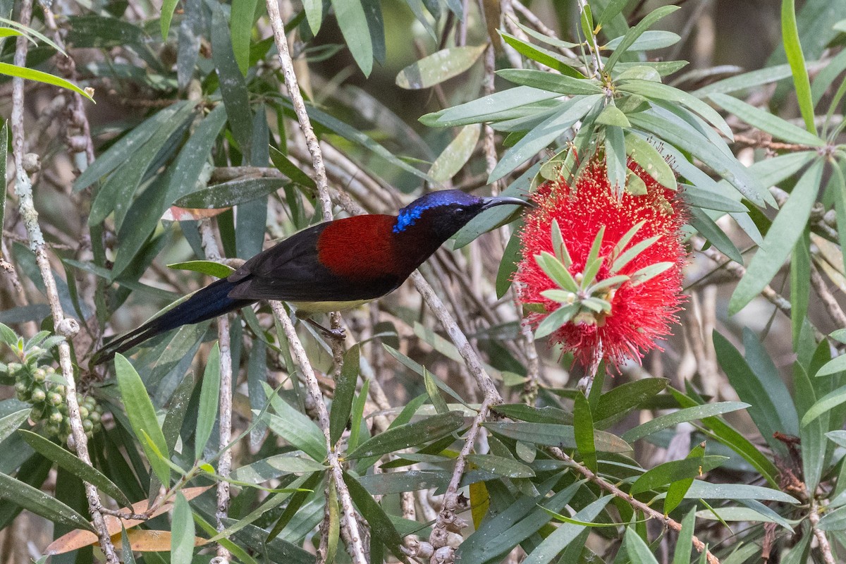 Black-throated Sunbird - Dixie Sommers
