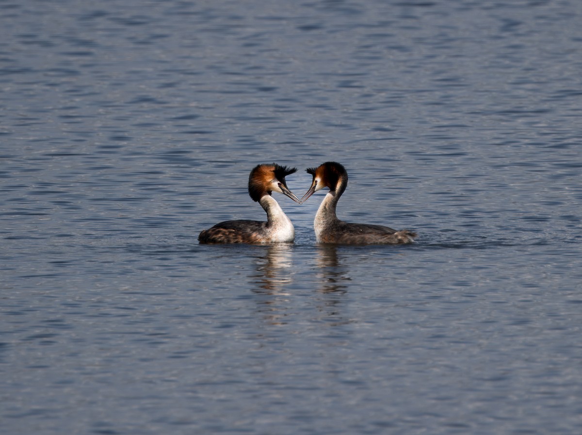 Great Crested Grebe - ML616365129