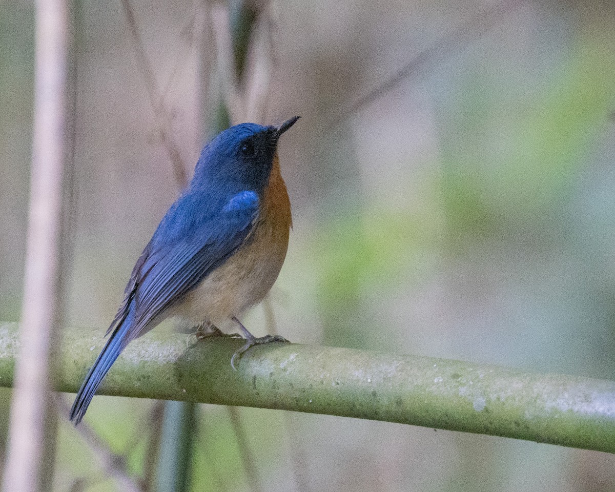 Hill Blue Flycatcher - Dixie Sommers