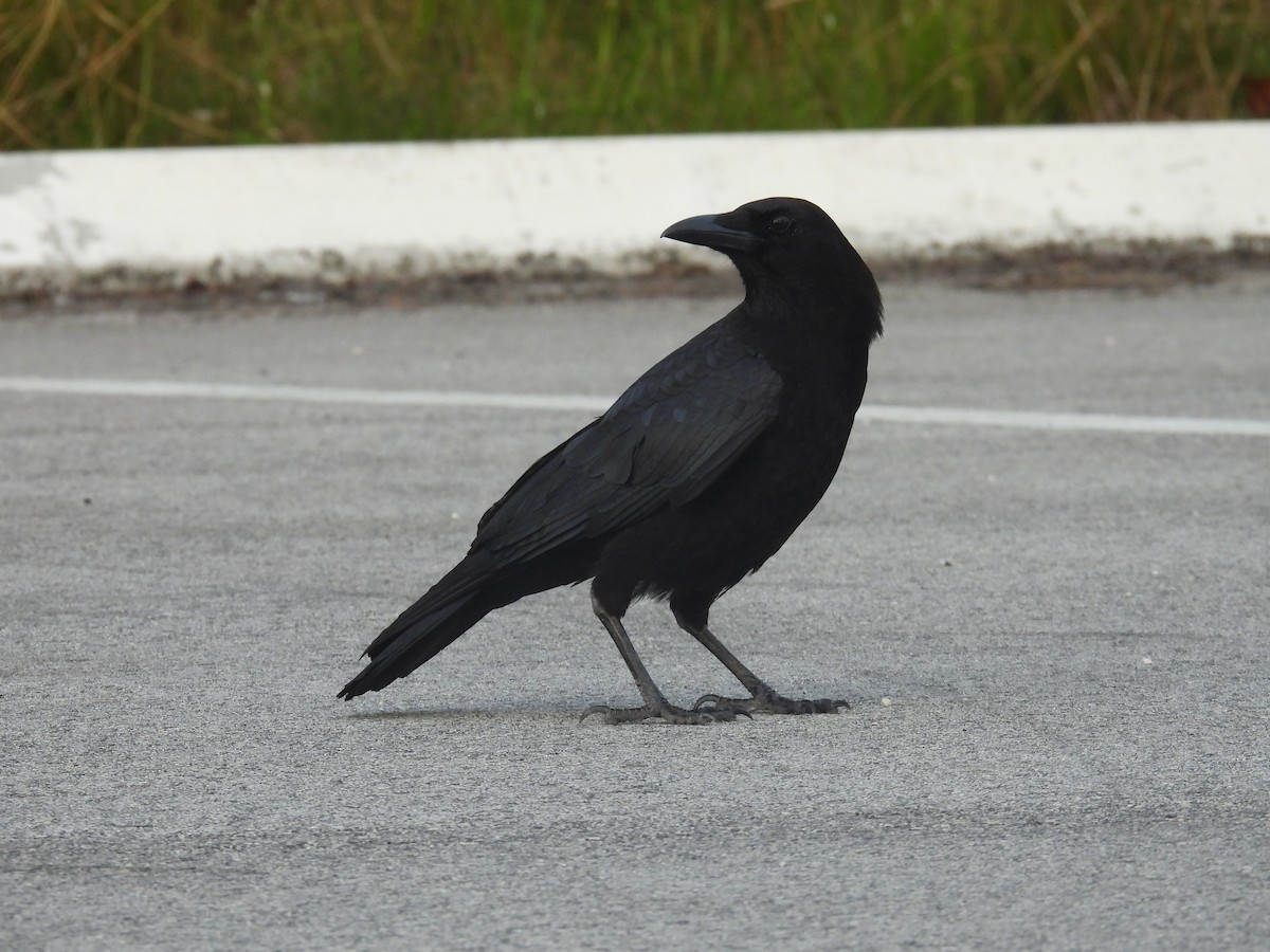 American Crow - ML616365249