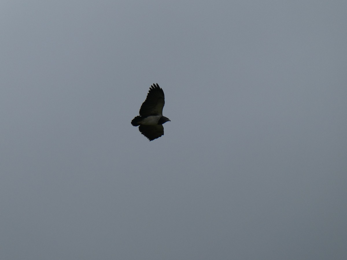 Black-chested Buzzard-Eagle - ML616365445