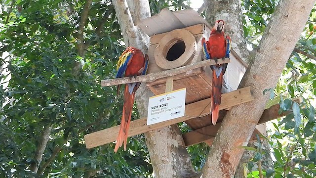 Scarlet Macaw - ML616365525