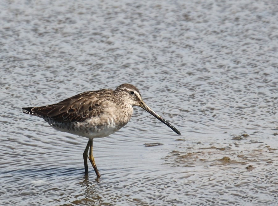 Long-billed Dowitcher - ML616365672