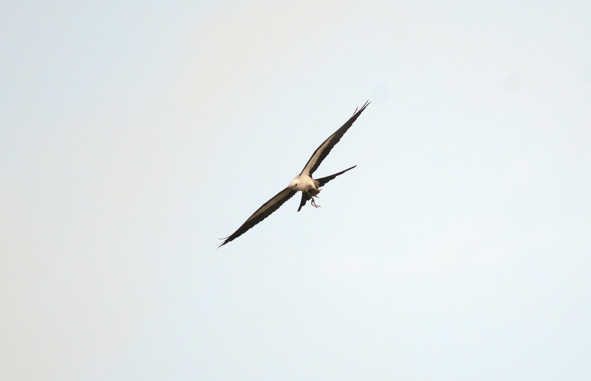 Swallow-tailed Kite - ML616365694