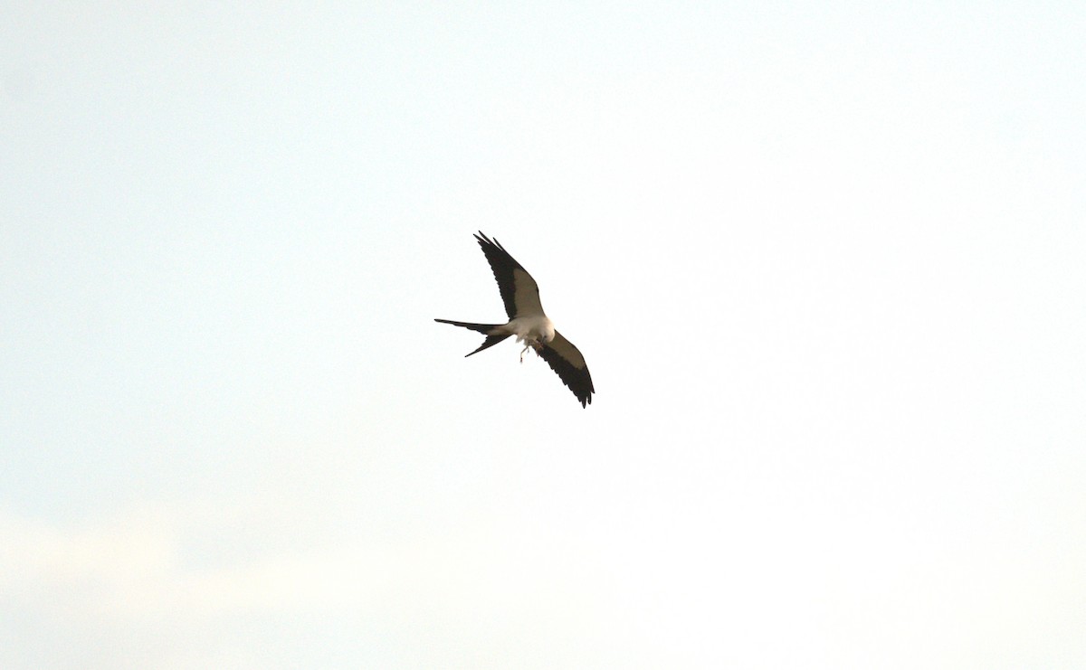 Swallow-tailed Kite - ML616365706
