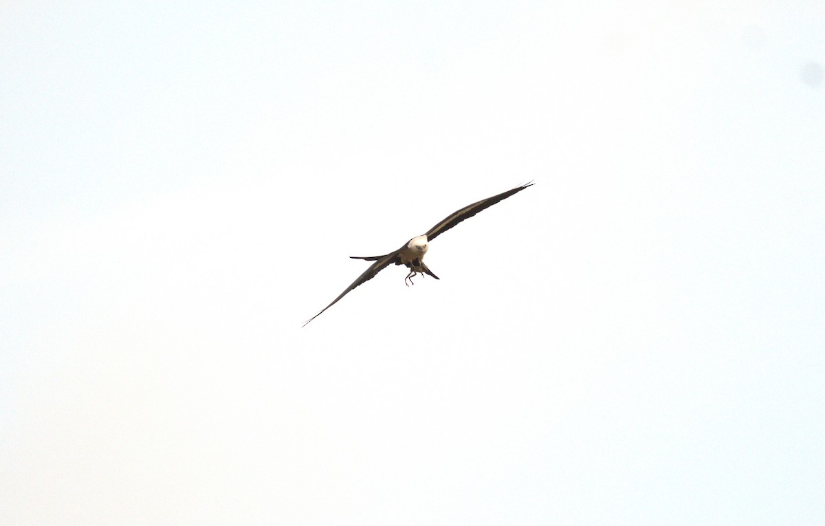 Swallow-tailed Kite - ML616365719
