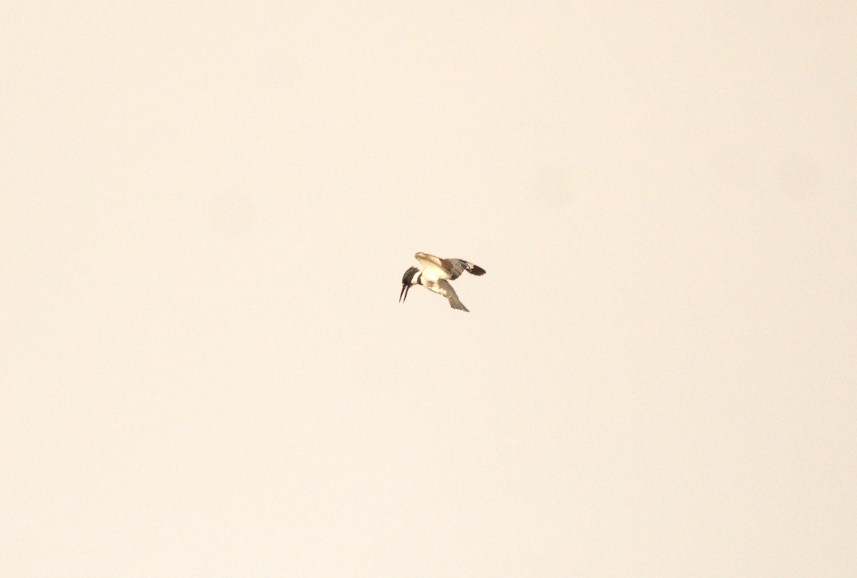 Belted Kingfisher - ML616365739