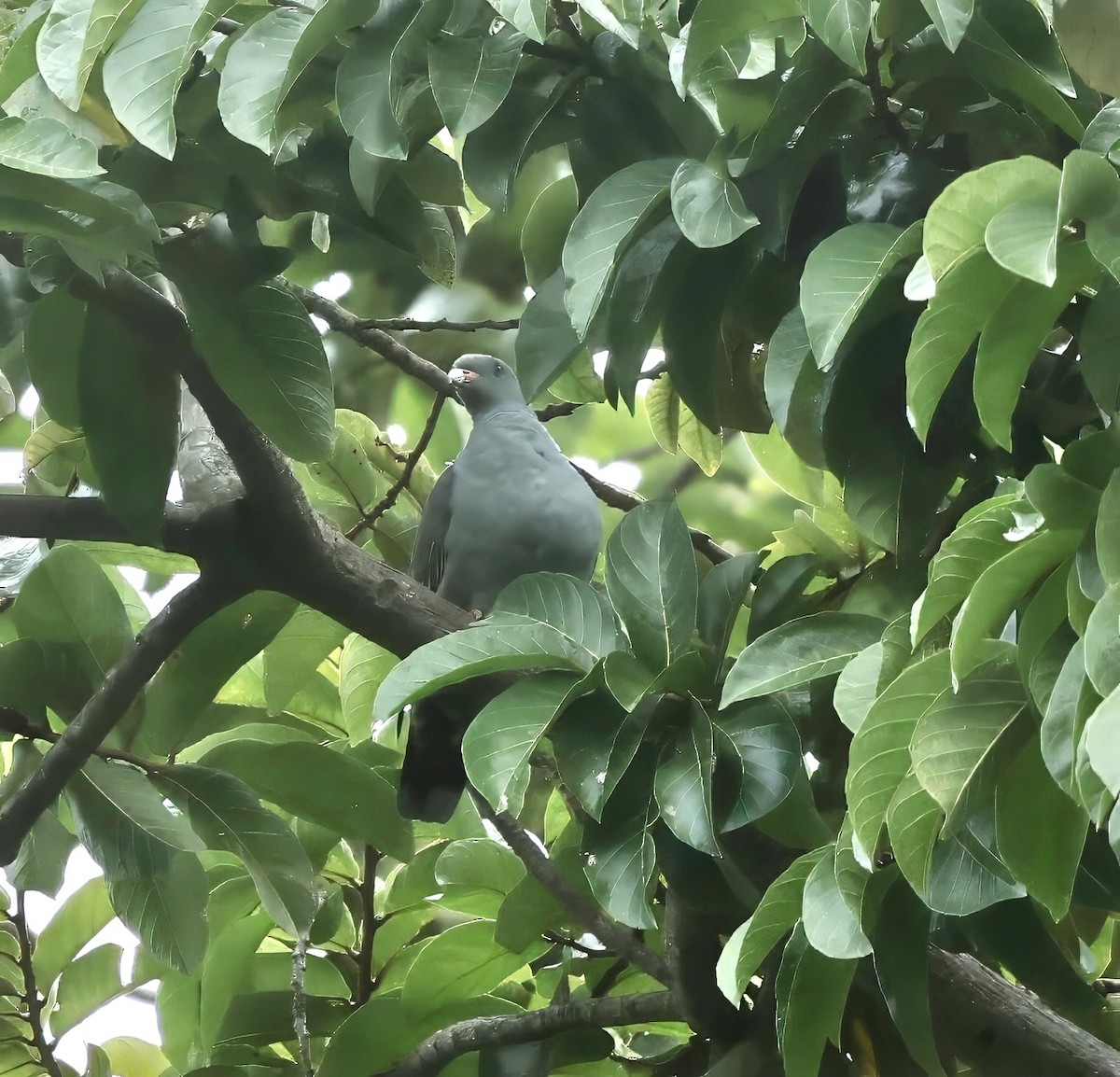 Пембский зелёный голубь - ML616366049