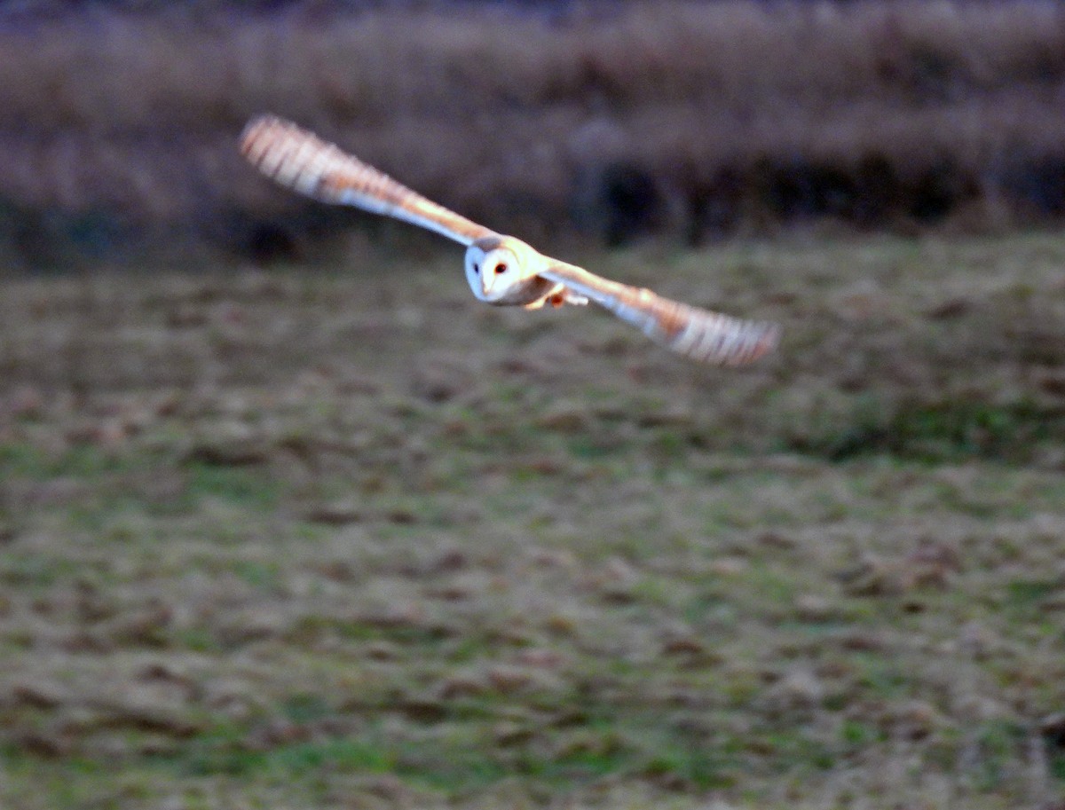 Barn Owl (Eurasian) - Simon Hitchen